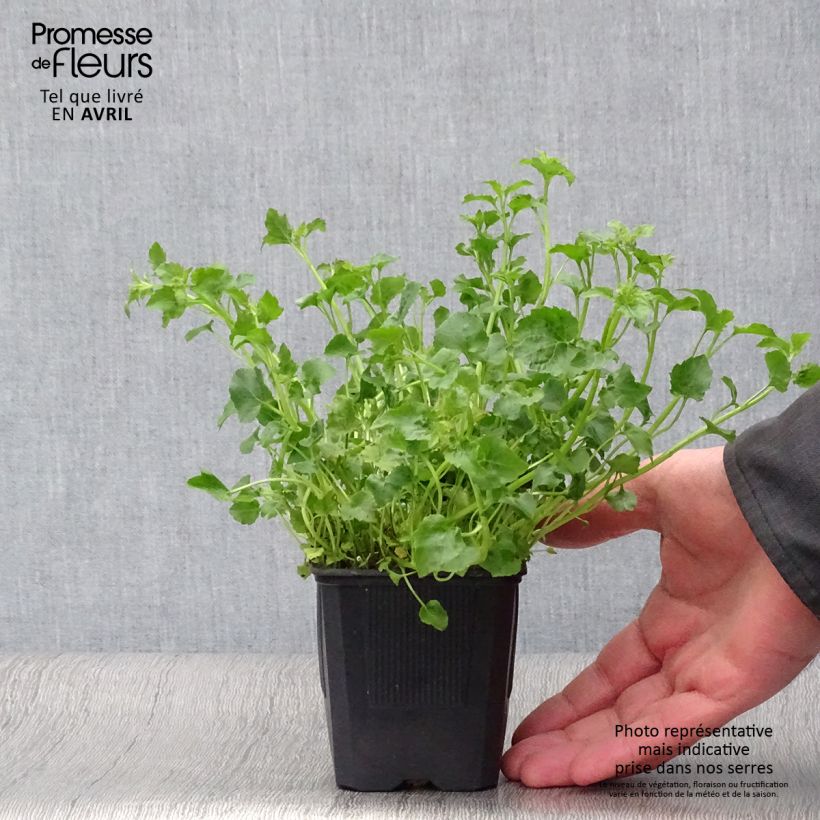 Exemplar von Campanula poscharskyana Lisduggan Variety - Hängepolster-Glockenblume Kleine Töpfe von 8/9 cm wie im Frühjahr geliefert