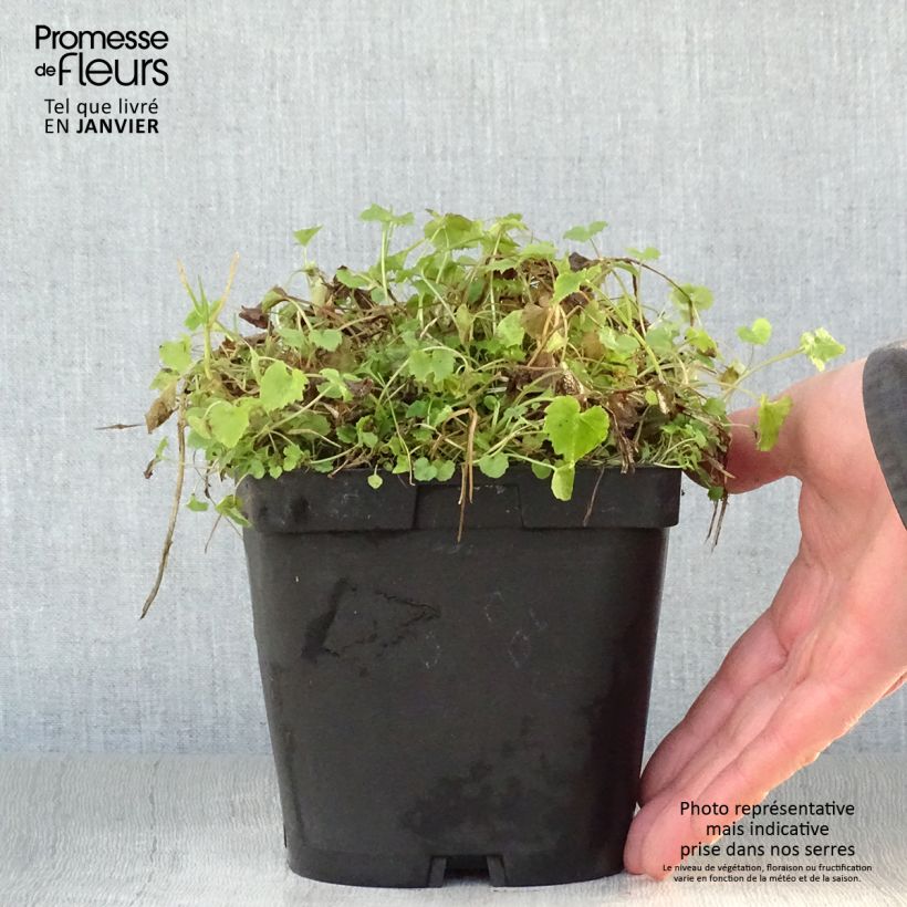 Exemplar von Campanula poscharskyana Lisduggan Variety - Hängepolster-Glockenblume Topf mit 2L/3L wie im Winter geliefert