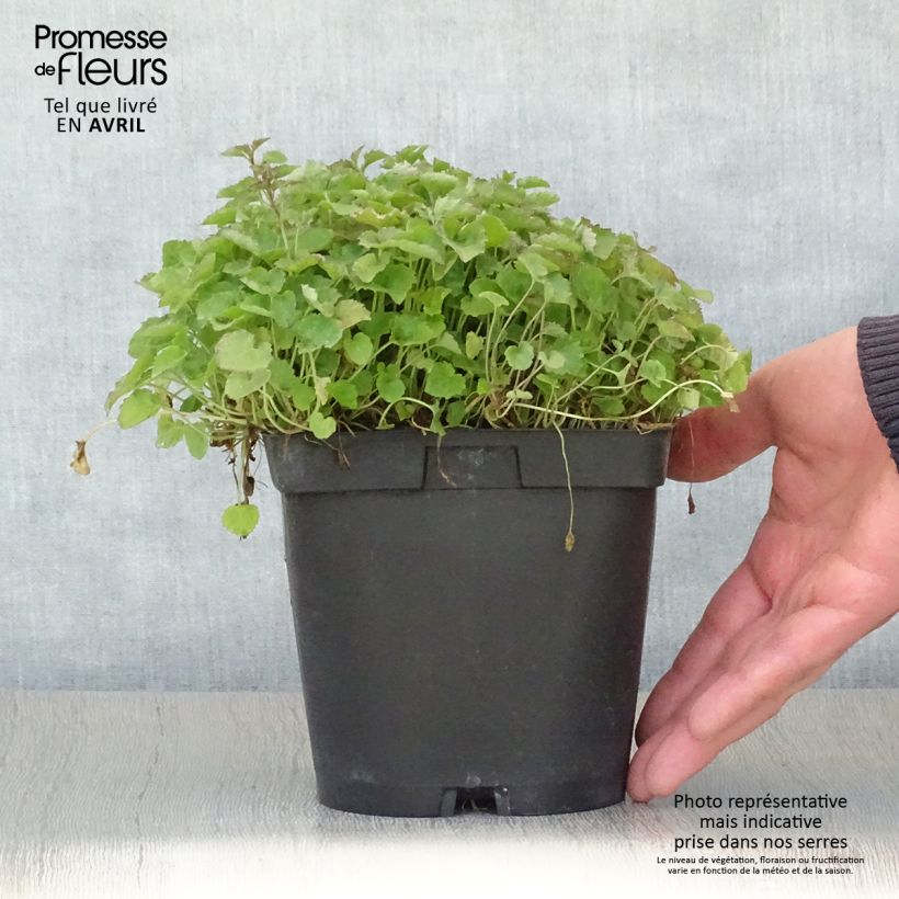 Exemplar von Campanula poscharskyana Lisduggan Variety - Hängepolster-Glockenblume Topf mit 2L/3L wie im Frühjahr geliefert