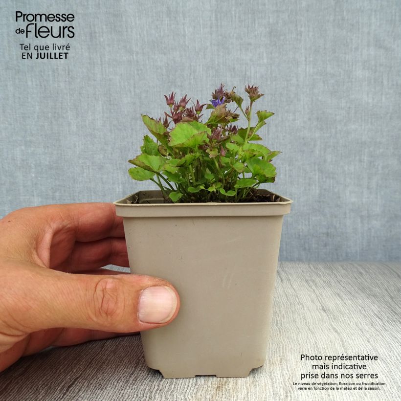 Exemplar von Campanula poscharskyana Trollkind - Hängepolster-Glockenblume Kleine Töpfe von 8/9 cm wie im Sommer geliefert