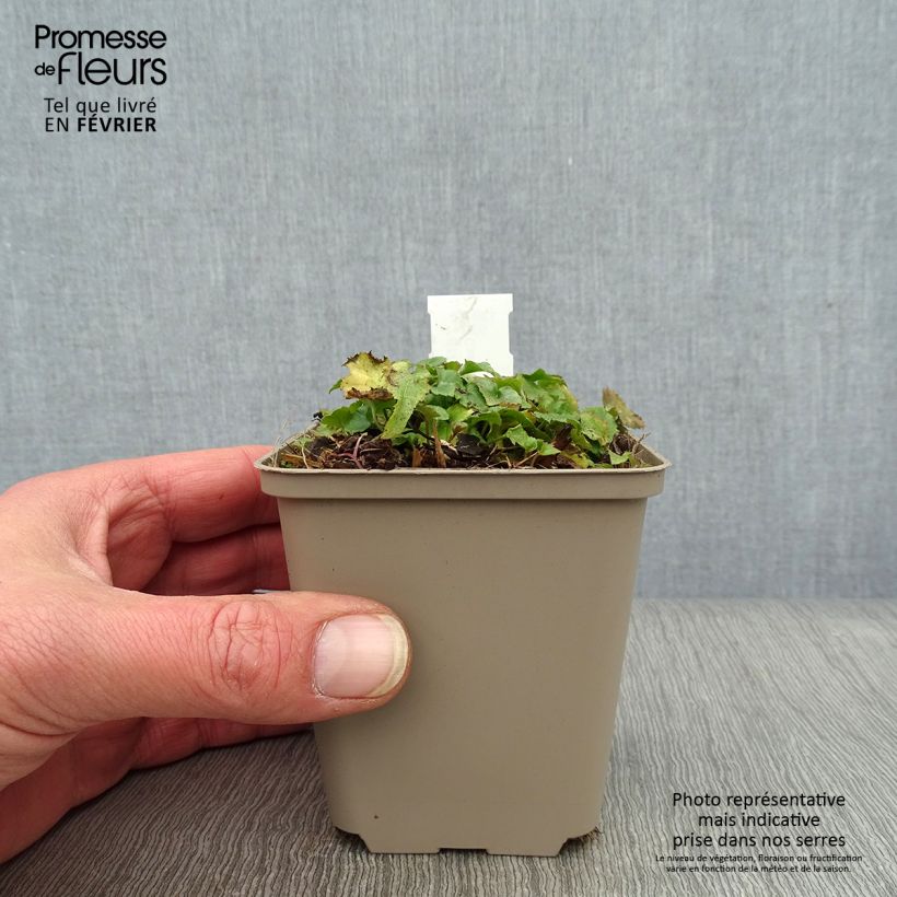 Exemplar von Campanula poscharskyana Trollkind - Hängepolster-Glockenblume Kleine Töpfe von 8/9 cm wie im Winter geliefert