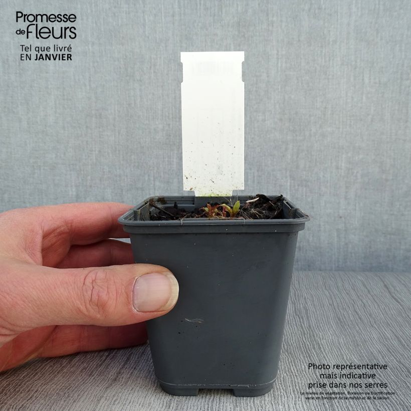 Exemplar von Campanula punctata Rubriflora - Pyramiden-Glockenblume Kleine Töpfe von 8/9 cm wie im Winter geliefert