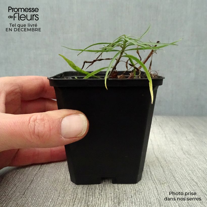 Exemplar von Campanula rotundifolia - Rundblättrige Glockenblume Kleine Töpfe von 8/9 cm wie im Winter geliefert