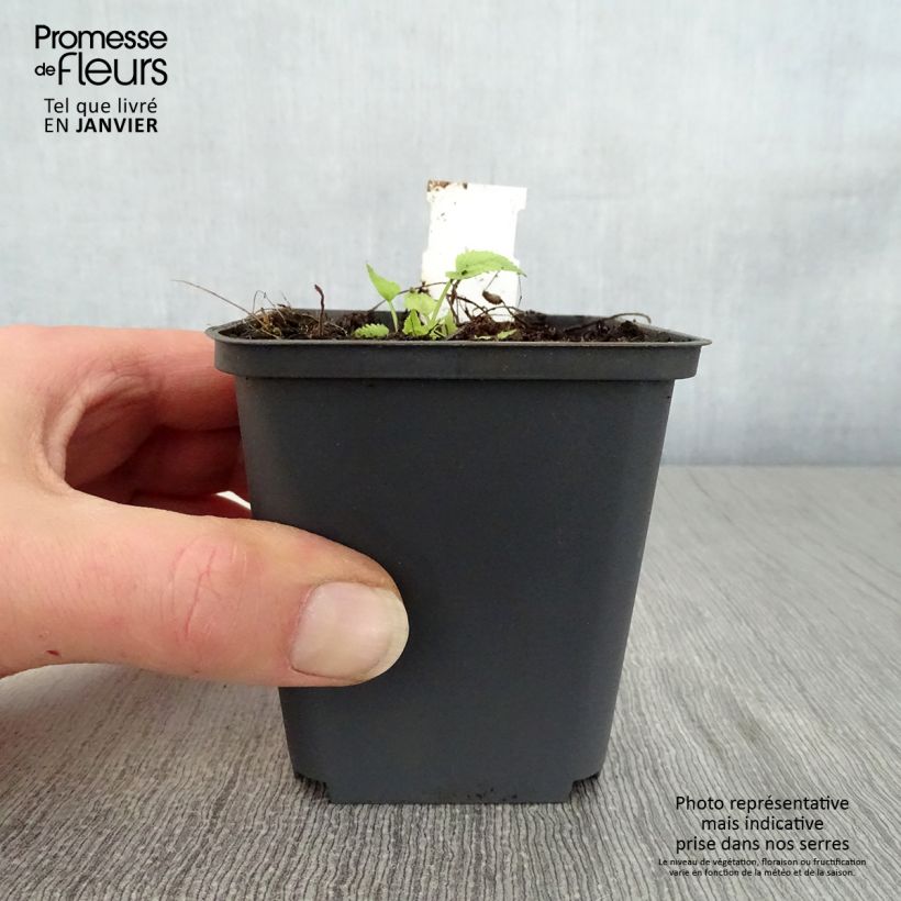 Exemplar von Campanula trachelium Bernice - Nesselblättrige Glockenblume Kleine Töpfe von 8/9 cm wie im Winter geliefert