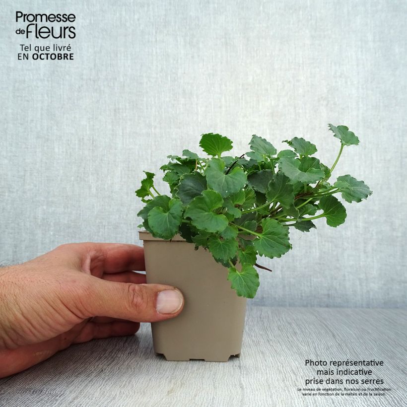 Exemplar von Campanula Royal Wave - Karpaten Glockenblume Kleine Töpfe von 8/9 cm wie im Herbst geliefert