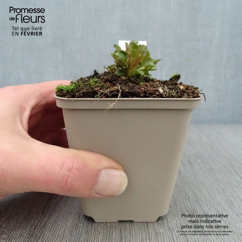 Exemplar von Campanula Royal Wave - Karpaten Glockenblume Kleine Töpfe von 8/9 cm wie im Winter geliefert