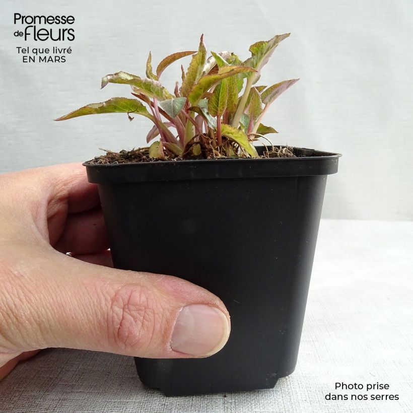 Exemplar von Campanula glomerata Superba - Knäuel-Glockenblume Kleine Töpfe von 8/9 cm wie im Frühjahr geliefert