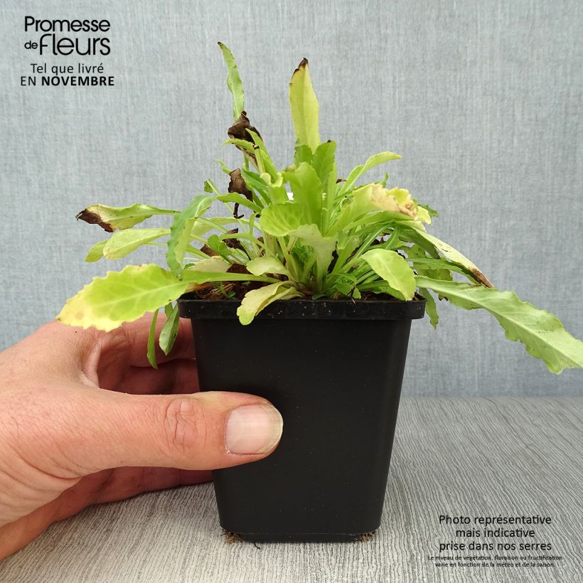 Exemplar von Pfirsichblättrige Glockenblume Alba - Campanula persicifolia Kleine Töpfe von 8/9 cm wie im Herbst geliefert