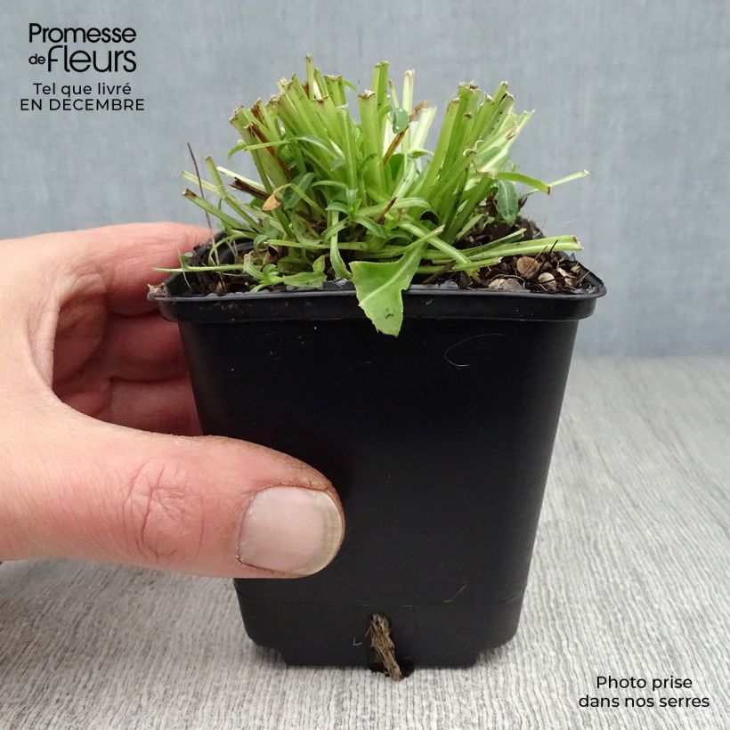 Exemplar von Pfirsichblättrige Glockenblume Alba - Campanula persicifolia Kleine Töpfe von 8/9 cm wie im Winter geliefert