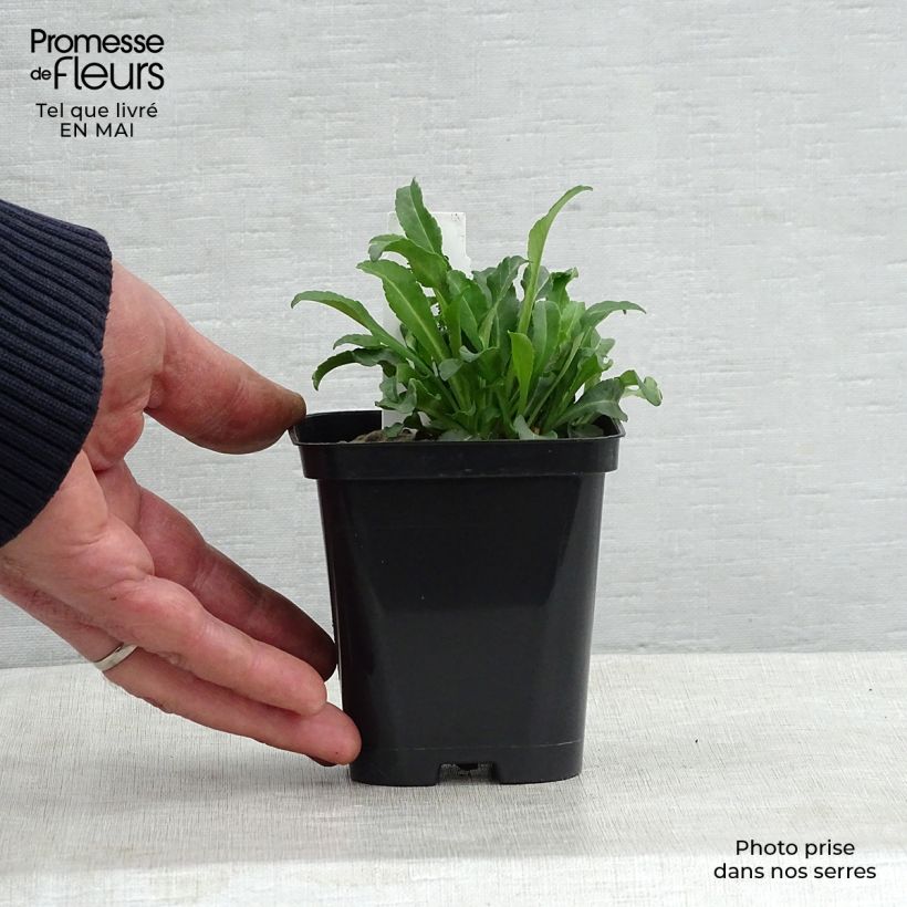 Exemplar von Pfirsichblättrige Glockenblume Alba - Campanula persicifolia Kleine Töpfe von 8/9 cm wie im Frühjahr geliefert