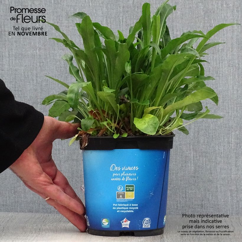 Exemplar von Pfirsichblättrige Glockenblume - Campanula persicifolia Topf mit 2L/3L wie im Herbst geliefert