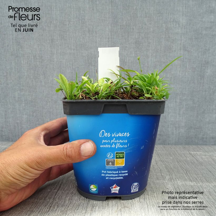 Exemplar von Pfirsichblättrige Glockenblume - Campanula persicifolia Topf mit 2L/3L wie im Sommer geliefert