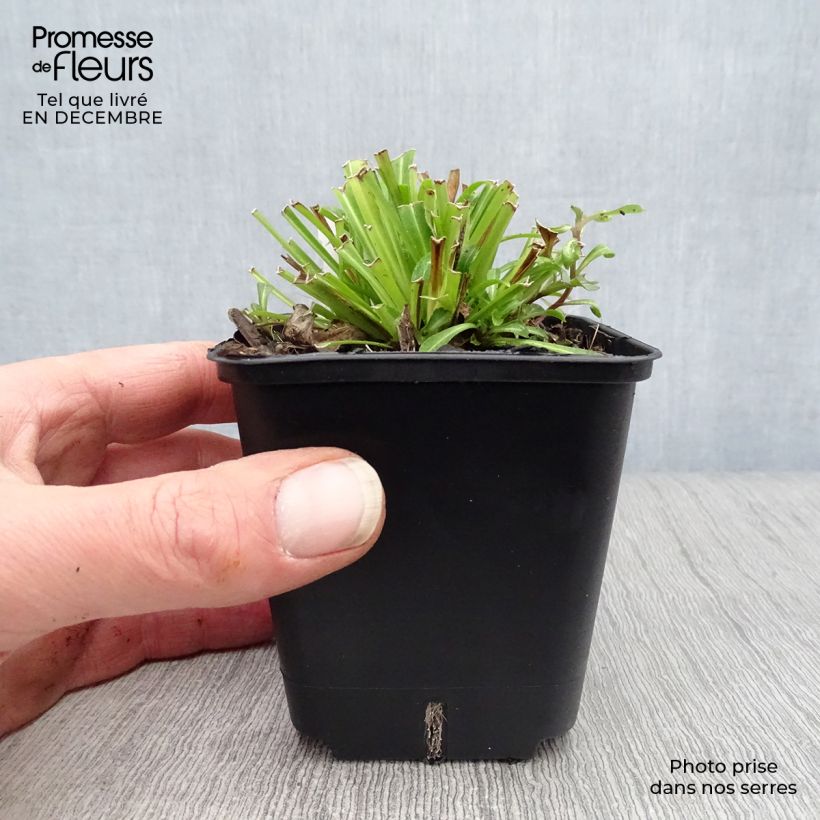 Exemplar von Pfirsichblättrige Glockenblume - Campanula persicifolia Kleine Töpfe von 8/9 cm wie im Winter geliefert