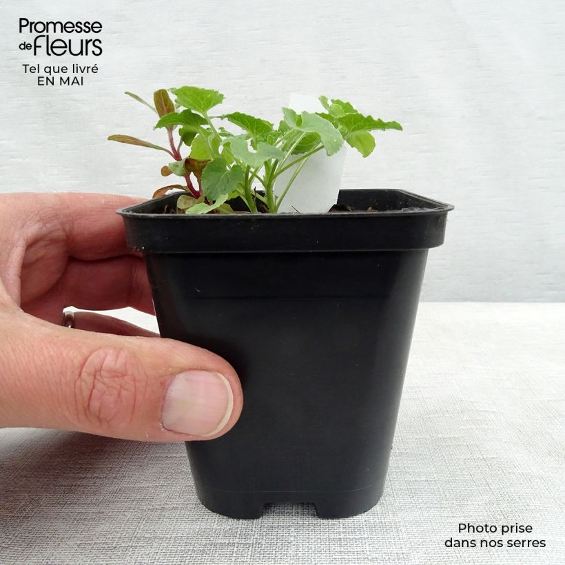 Exemplar von Karpaten-Glockenblume Alba - Campanula carpatica Kleine Töpfe von 8/9 cm wie im Frühjahr geliefert