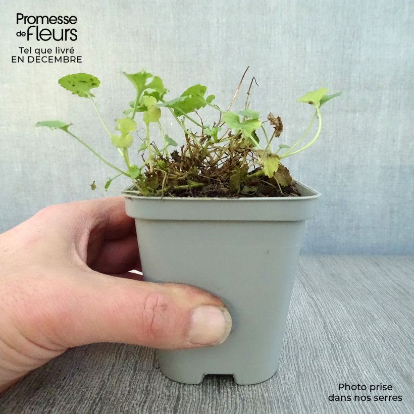 Exemplar von Karpaten-Glockenblume Alba - Campanula carpatica Kleine Töpfe von 8/9 cm wie im Winter geliefert