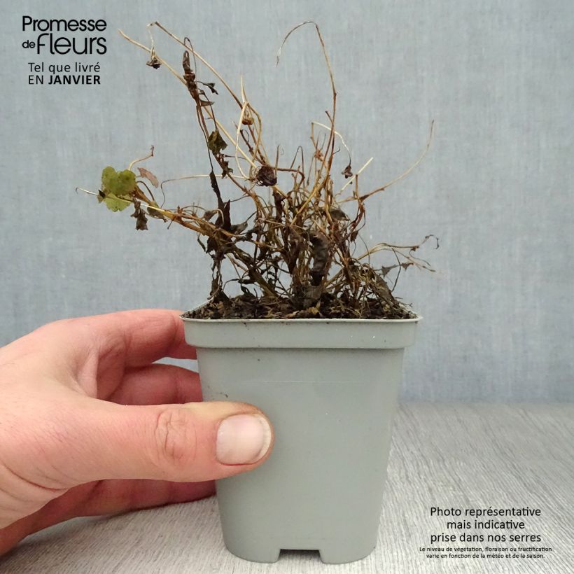 Exemplar von Campanula carpatica - Karpaten-Glockenblume Kleine Töpfe von 8/9 cm wie im Winter geliefert