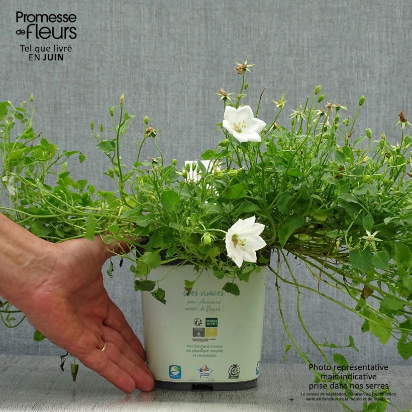 Exemplar von Campanula carpatica Weiße Clips - Karpaten-Glockenblume Topf mit 2L/3L wie im Sommer geliefert