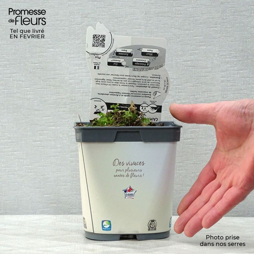 Exemplar von Campanula carpatica Weiße Clips - Karpaten-Glockenblume Topf mit 2L/3L wie im Winter geliefert