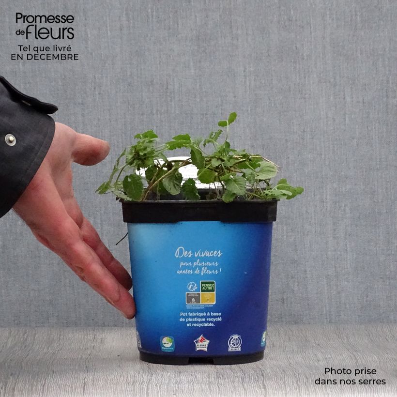 Exemplar von Campanula carpatica Blaue Clips - Karpaten-Glockenblume Topf mit 2L/3L wie im Winter geliefert