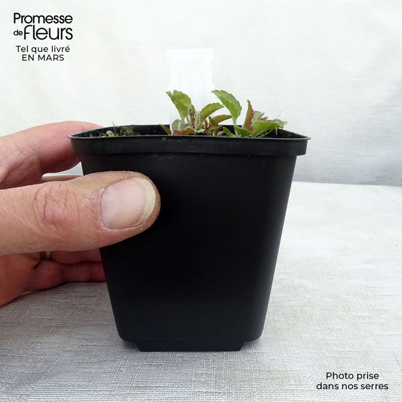 Exemplar von Campanula carpatica var. Turbinata Karl Foerster - Karpaten-Glockenblume Kleine Töpfe von 8/9 cm wie im Frühjahr geliefert