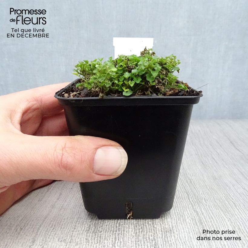 Exemplar von Dalmatiner Glockenblume - Campanula portenschlagiana Kleine Töpfe von 7/8 cm wie im Winter geliefert