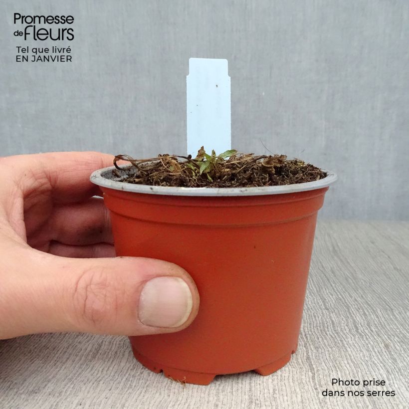 Exemplar von Campanula glomerata var. acaulis - Knäuel-Glockenblume Kleine Töpfe von 8/9 cm wie im Winter geliefert