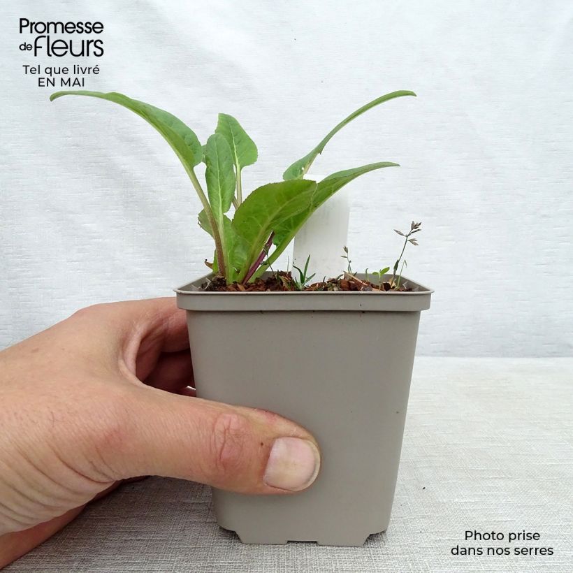 Exemplar von Campanula glomerata Caroline - Knäuel-Glockenblume Kleine Töpfe von 8/9 cm wie im Frühjahr geliefert