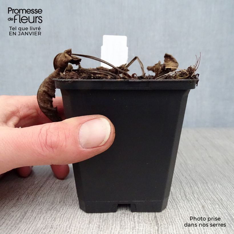 Exemplar von Campanula glomerata Caroline - Knäuel-Glockenblume Kleine Töpfe von 8/9 cm wie im Winter geliefert