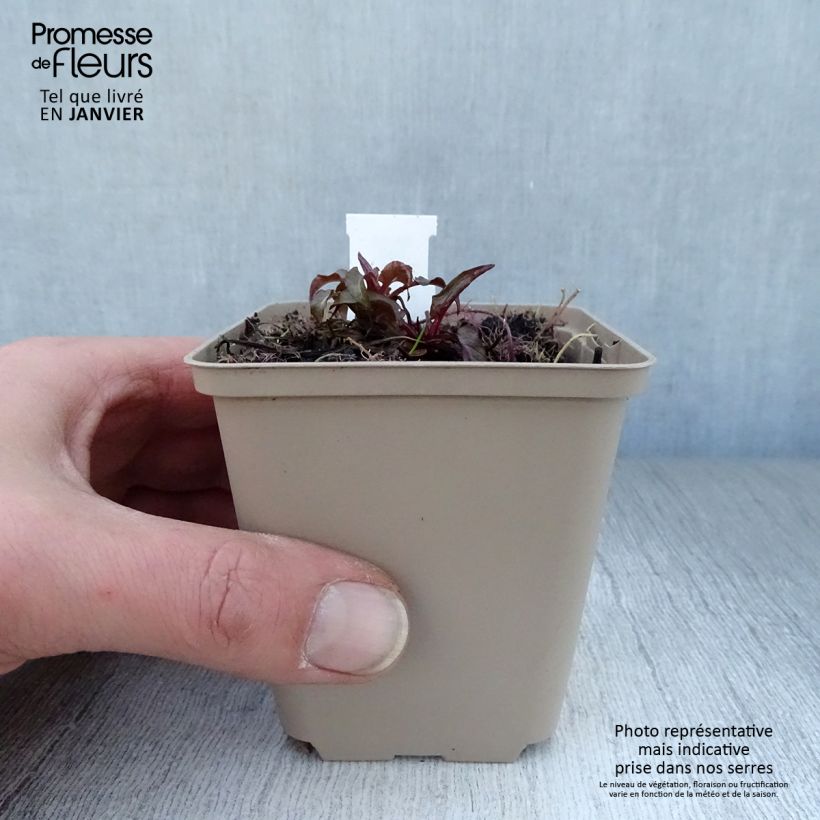 Exemplar von Campanula glomerata Joan Elliot - Knäuel-Glockenblume Kleine Töpfe von 8/9 cm wie im Winter geliefert