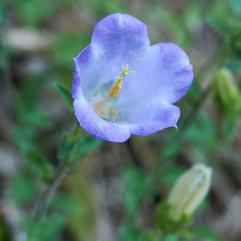 Campanula haylodgensis Yvonne - Glockenblume (Blüte)