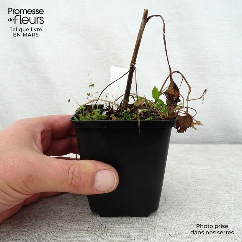 Exemplar von Campanula Pink Octopus - Glockenblume Kleine Töpfe von 8/9 cm wie im Frühjahr geliefert