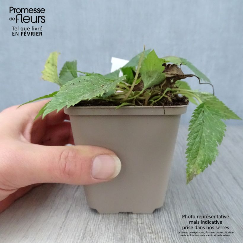 Exemplar von Campanula Pink Octopus - Glockenblume Kleine Töpfe von 8/9 cm wie im Winter geliefert