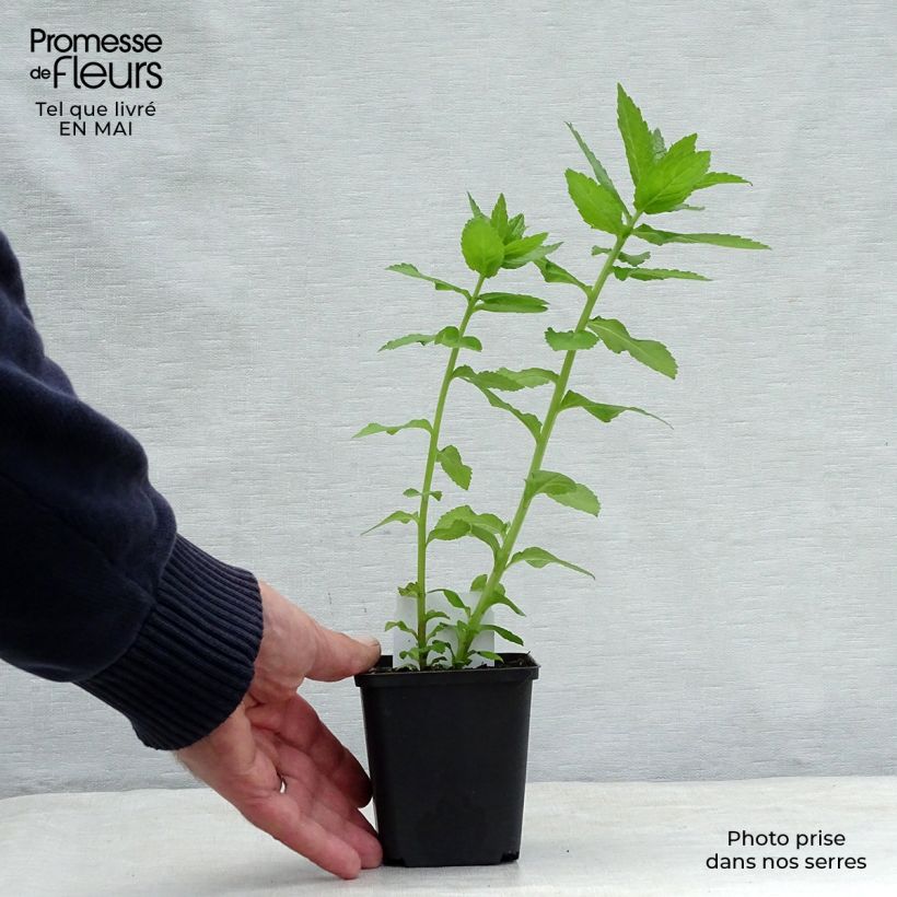 Exemplar von Dolden-Glockenblume Loddon Anne - Campanula lactiflora Kleine Töpfe von 7/8 cm wie im Frühjahr geliefert