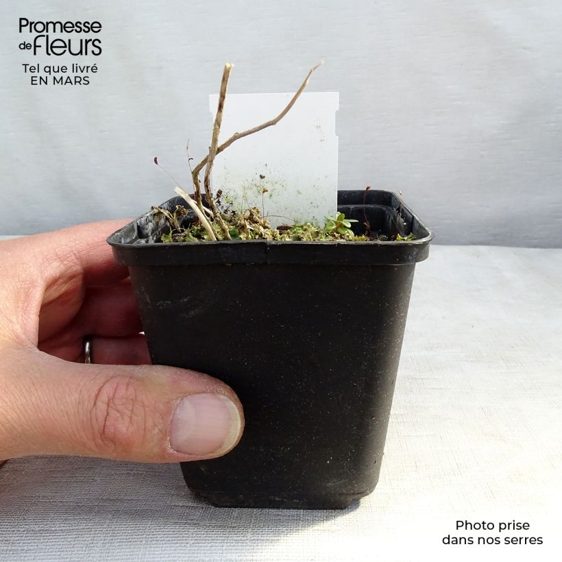 Exemplar von Dolden-Glockenblume Prichard s variety - Campanula lactiflora Kleine Töpfe von 8/9 cm wie im Frühjahr geliefert