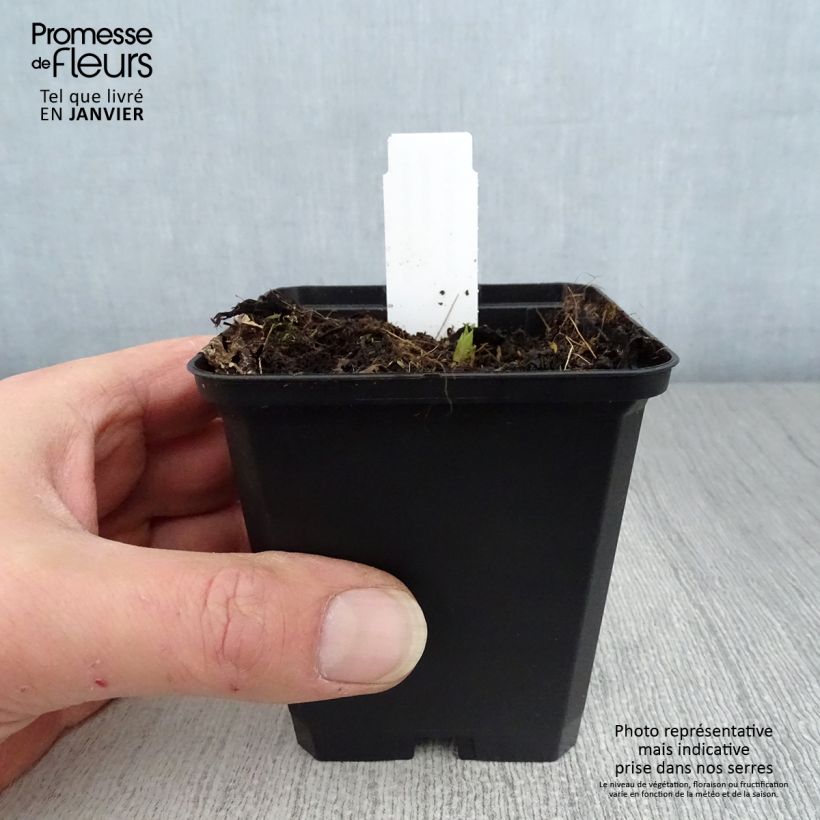 Exemplar von Campanula latifolia var. macrantha - Breitblättrige Glockenblume Kleine Töpfe von 8/9 cm wie im Winter geliefert