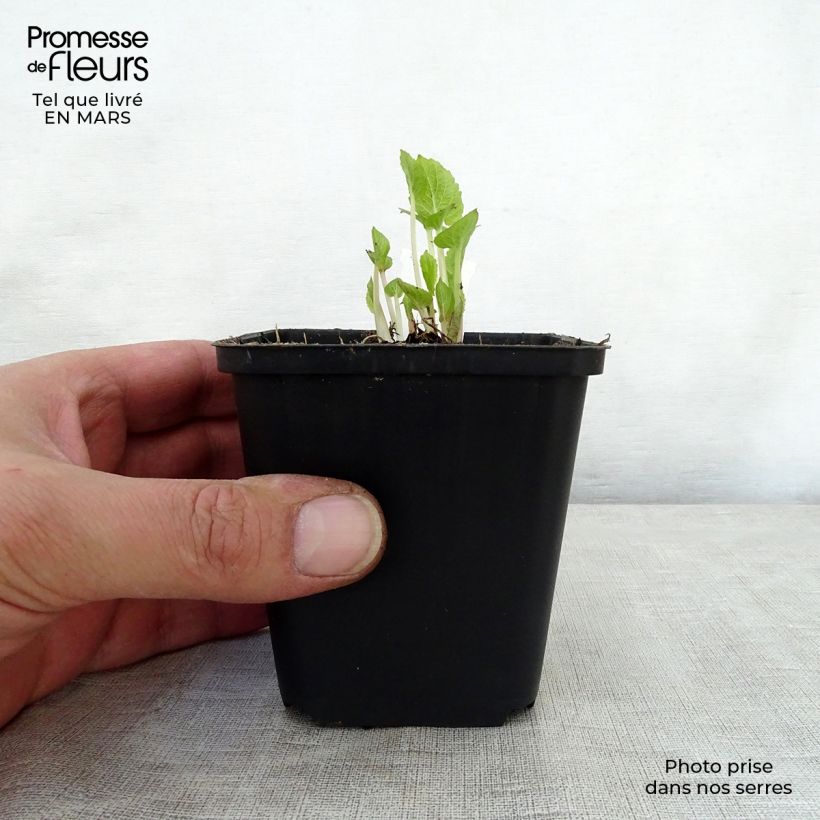 Exemplar von Campanula latifolia var. macrantha - Breitblättrige Glockenblume Kleine Töpfe von 8/9 cm wie im Frühjahr geliefert