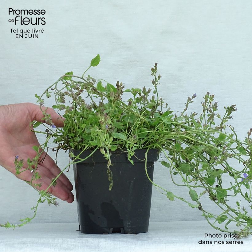 Exemplar von Campanula poscharskyana - Hängepolster-Glockenblume Topf mit 2L/3L wie im Sommer geliefert
