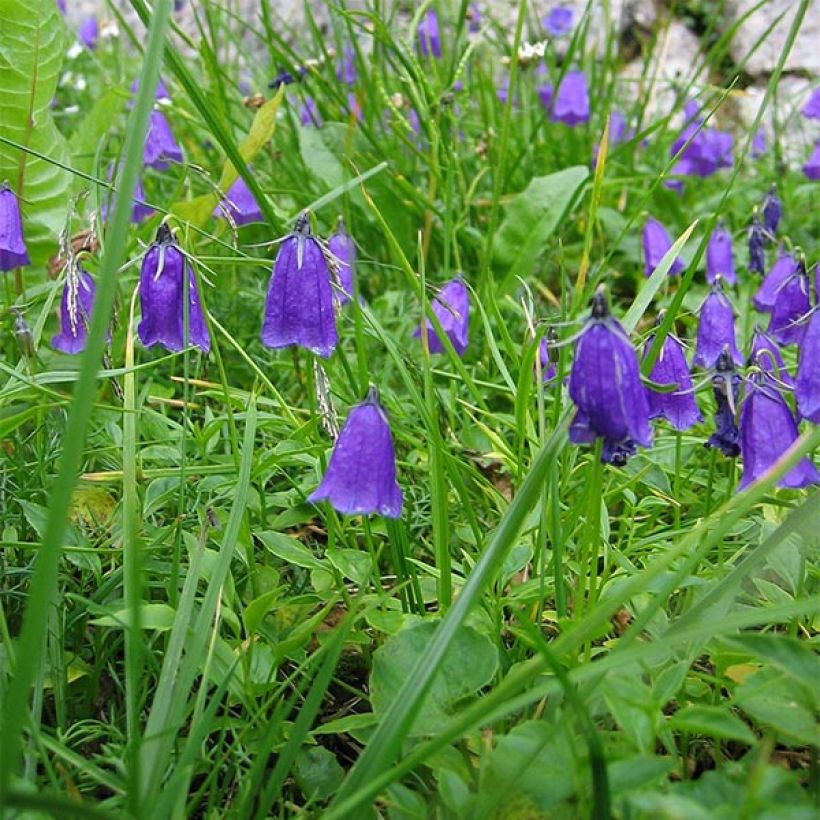 Campanula pulla - Dunkle Glockenblume (Blüte)