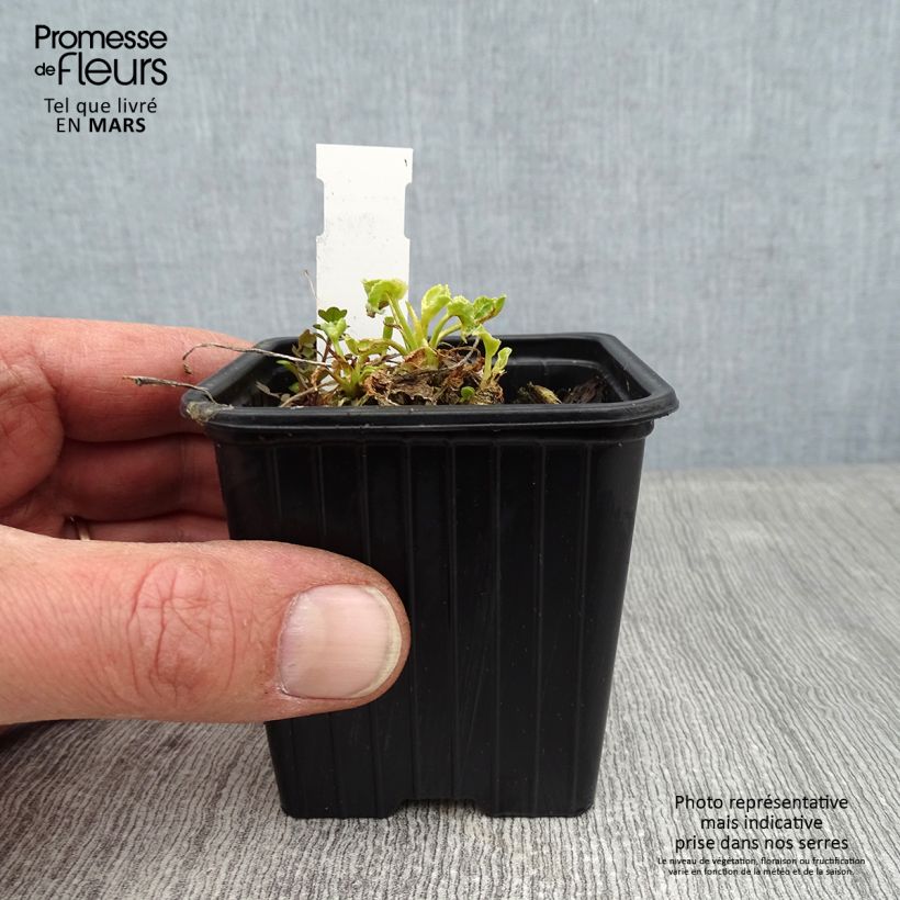 Exemplar von Campanula pyramidalis Alba - Pyramiden-Glockenblume Kleine Töpfe von 8/9 cm wie im Winter geliefert