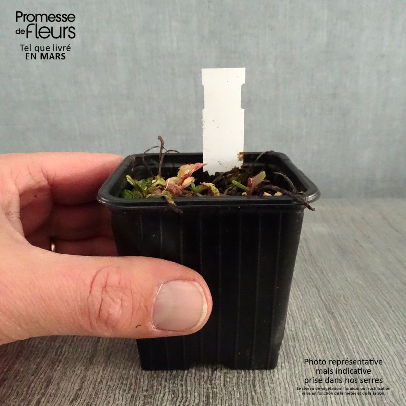 Exemplar von Campanula takesimana Elisabeth - Korea-Glockenblume Kleine Töpfe von 7/8 cm wie im Winter geliefert