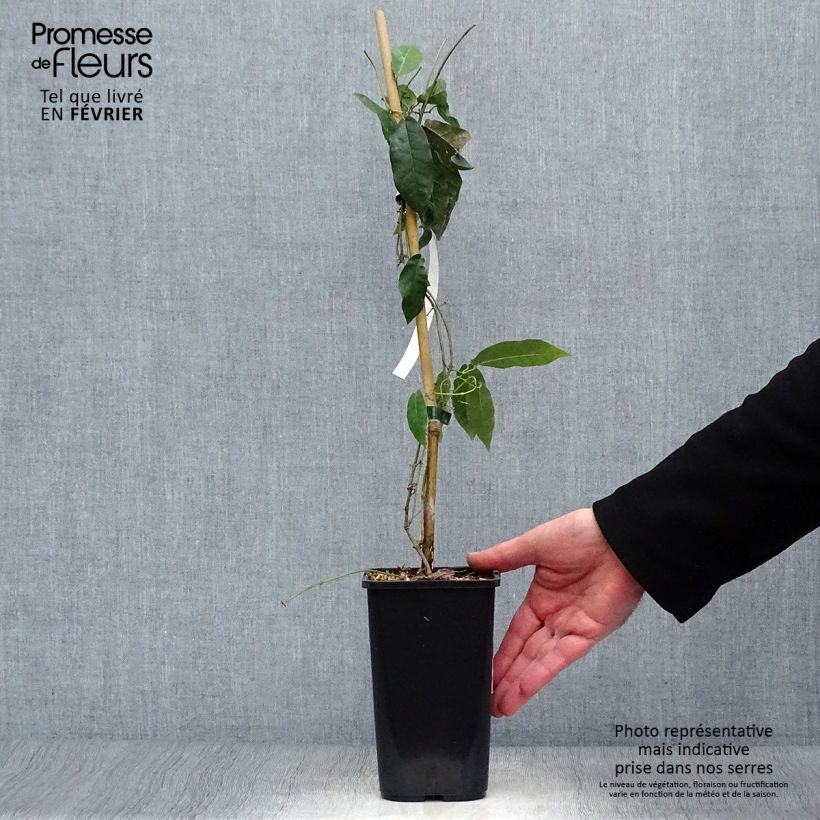 Exemplar von Campsis capreolata - Trompetenblume Topf mit 1L/1,5L wie im Winter geliefert