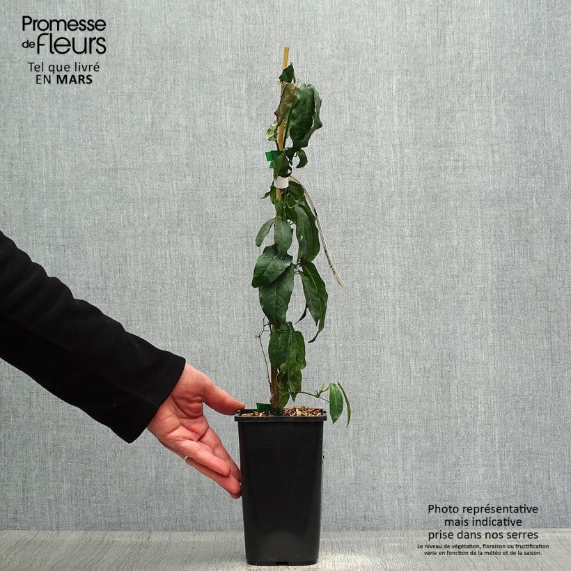 Exemplar von Campsis capreolata - Trompetenblume Topf mit 1L/1,5L wie im Frühjahr geliefert