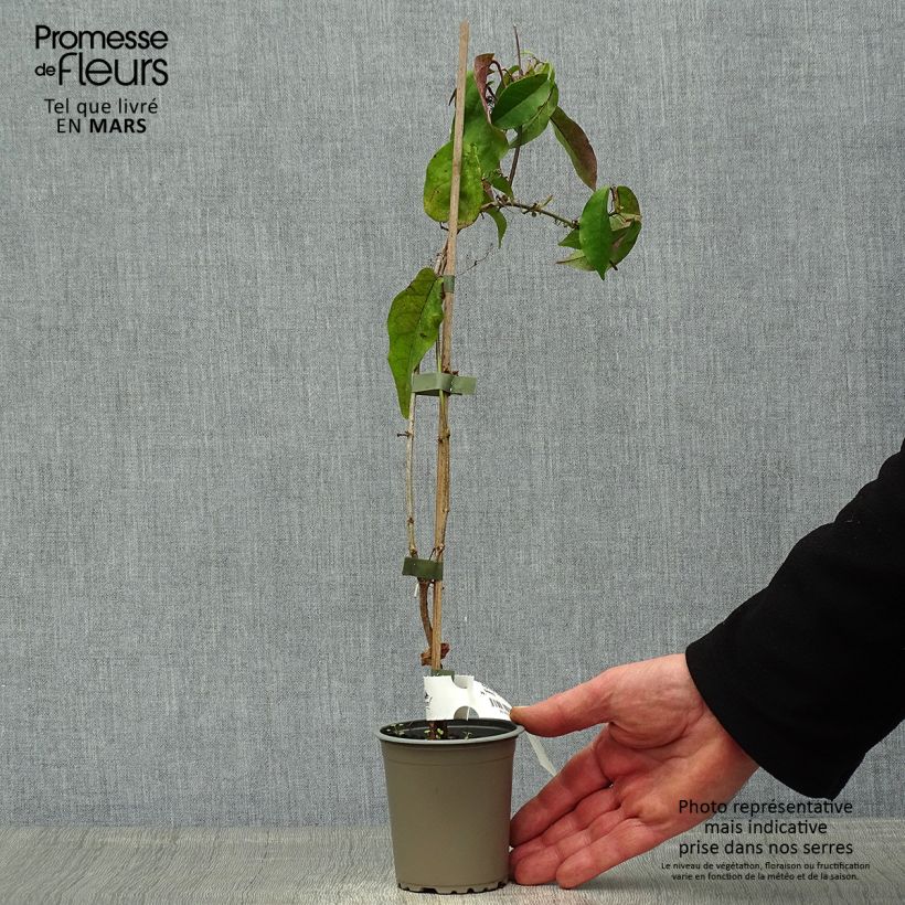 Exemplar von Campsis capreolata Tangerine Beauty - Trompetenblume Kleine Töpfe von 8/9 cm wie im Frühjahr geliefert