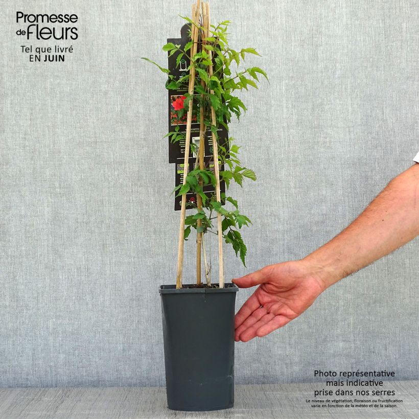 Exemplar von Campsis radicans - Amerikanische Klettertrompete Topf mit 2L/3L wie im Frühjahr geliefert