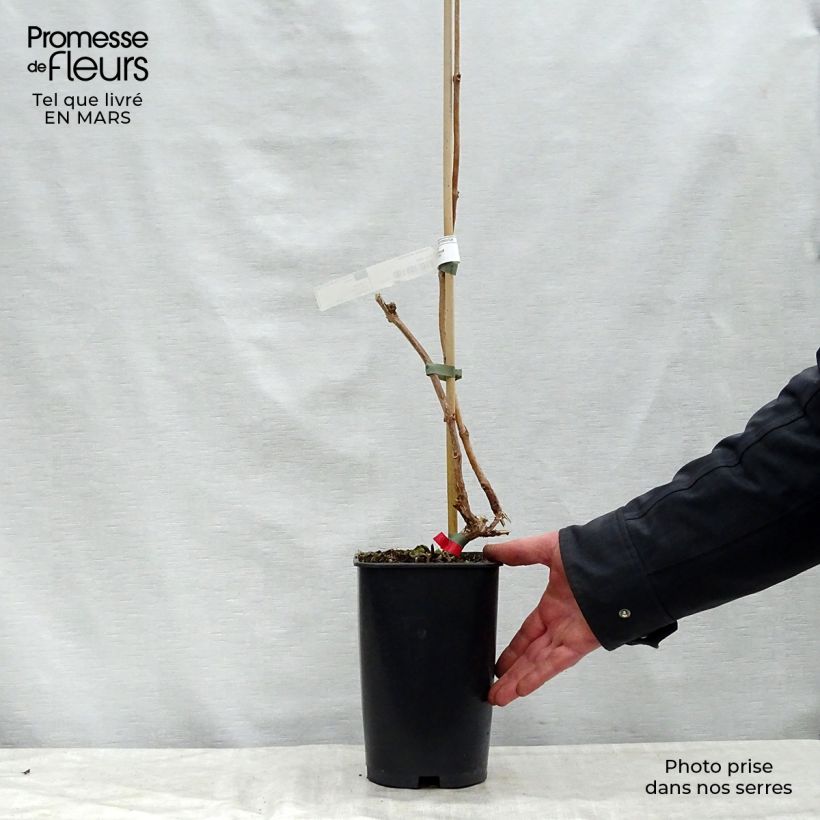 Exemplar von Campsis radicans Stromboli - Amerikanische Klettertrompete Topf mit 2L/3L wie im Frühjahr geliefert