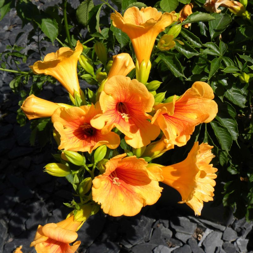 Campsis tagliabuana Summer Jazz Gold - Große Klettertrompete (Blüte)