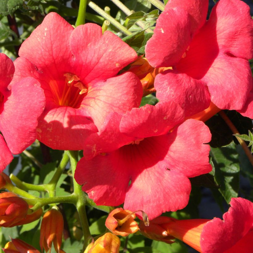 Campsis tagliabuana Grenadine - Große Klettertrompete (Blüte)