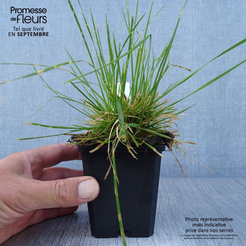 Exemplar von Rasen-Schmiele Northern Lights - Deschampsia caespitosa Kleine Töpfe von 8/9 cm wie im Herbst geliefert