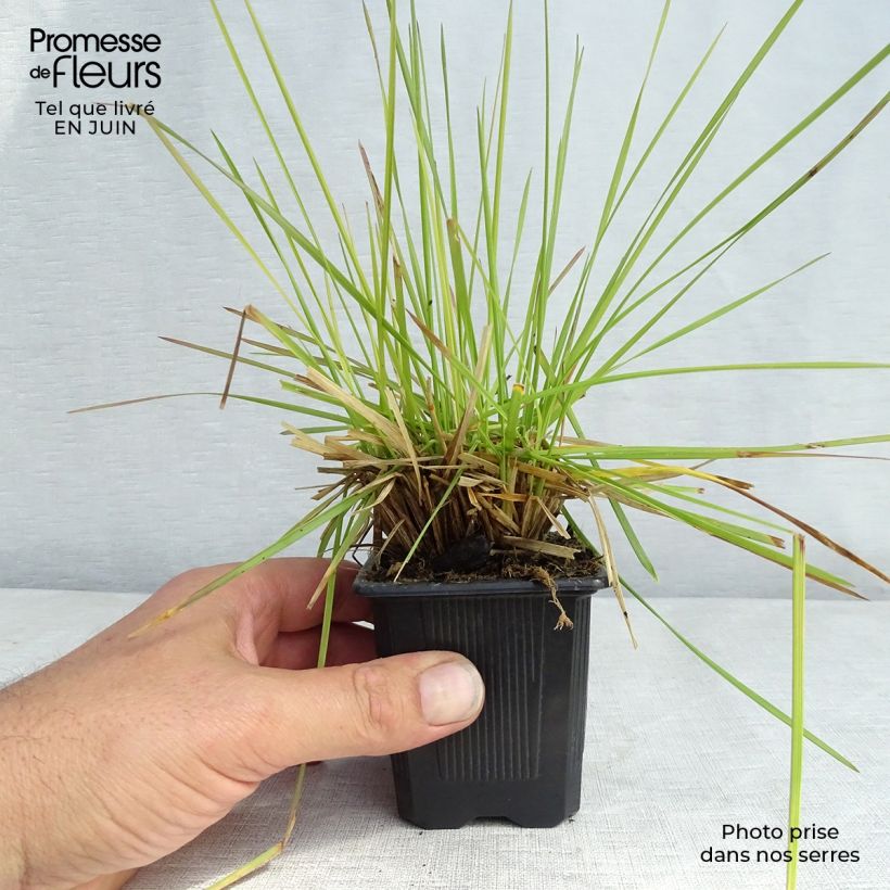 Exemplar von Rasen-Schmiele Tauträger - Deschampsia caespitosa Kleine Töpfe von 8/9 cm wie im Sommer geliefert