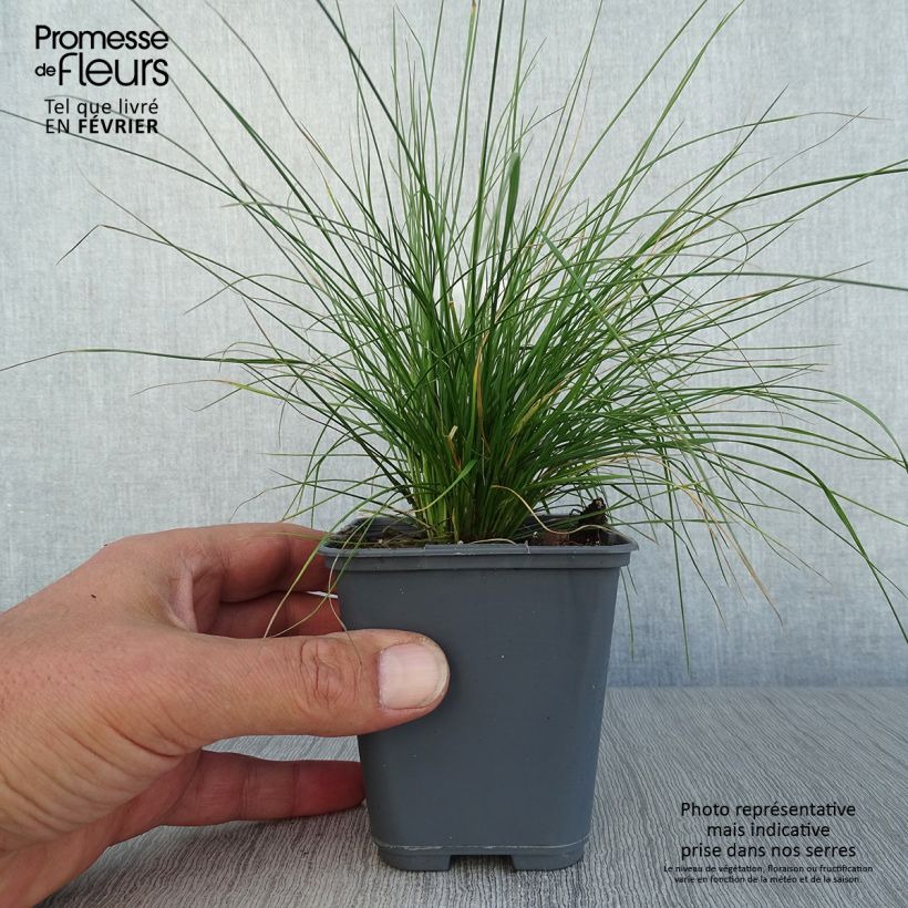 Exemplar von Rasen-Schmiele Vivipara - Deschampsia caespitosa Kleine Töpfe von 8/9 cm wie im Herbst geliefert